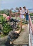 Elephant Feeding + Buggy
