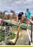 Elephant Feeding + ATV