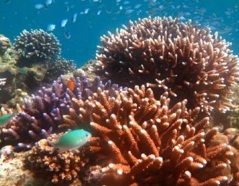 Snorkeling at Phi Phi Don – Phi Phi & Bamboo Island day trip