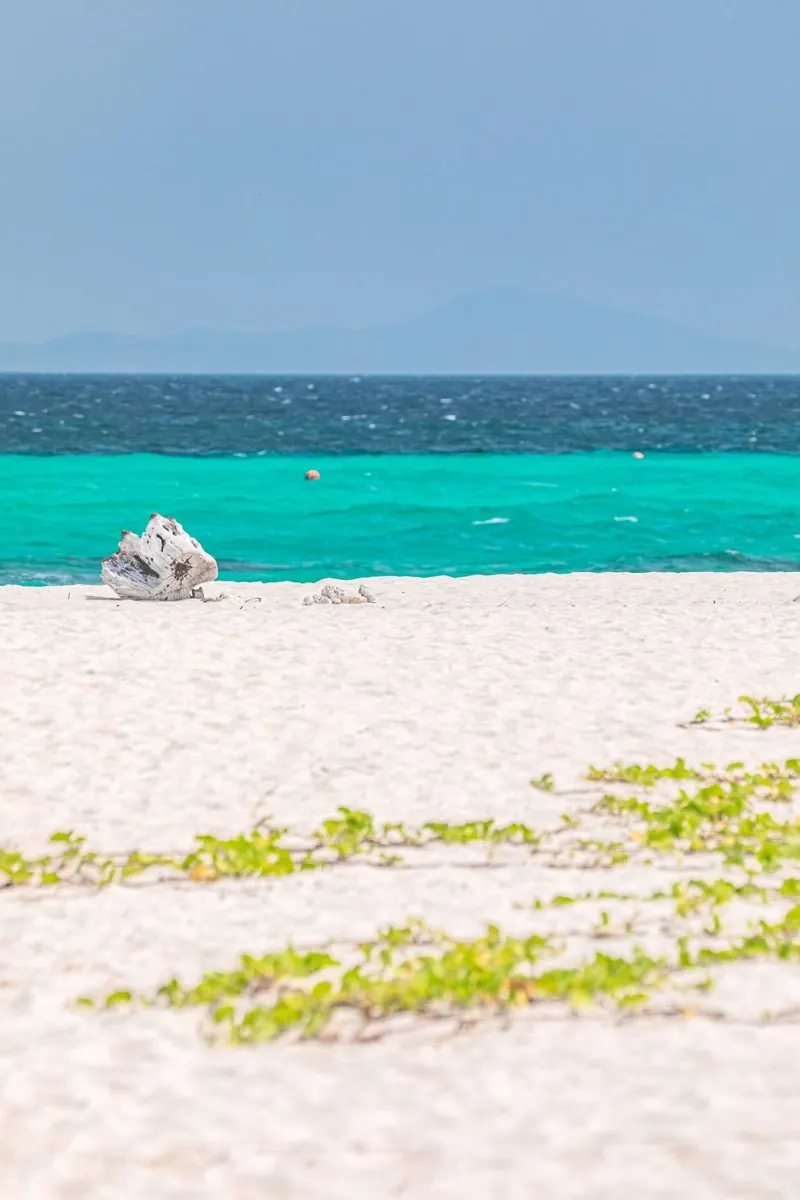 Driftwood on the white sand of Bamboo Island