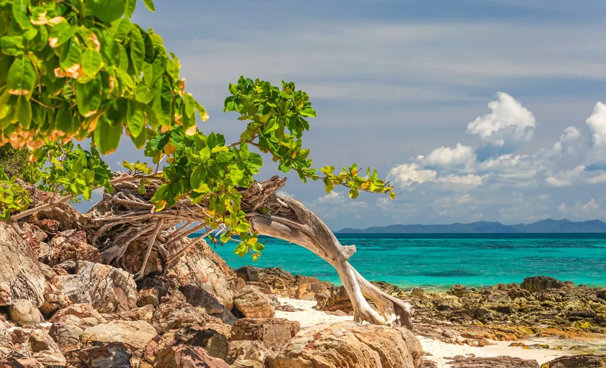 Rocky shore and old tree on Bamboo Island