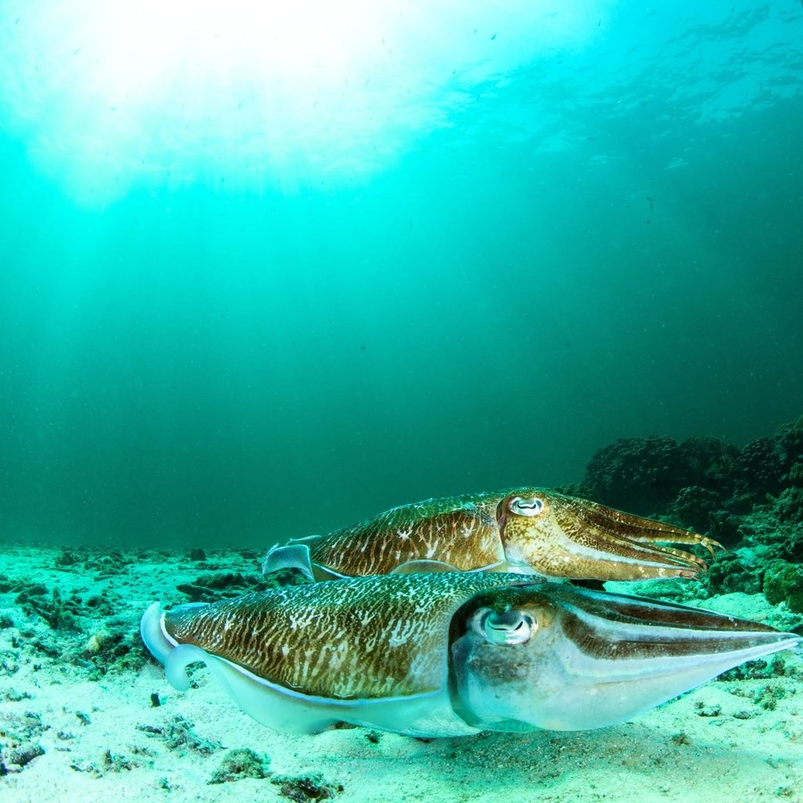 A pair of cuttlefish on the reef