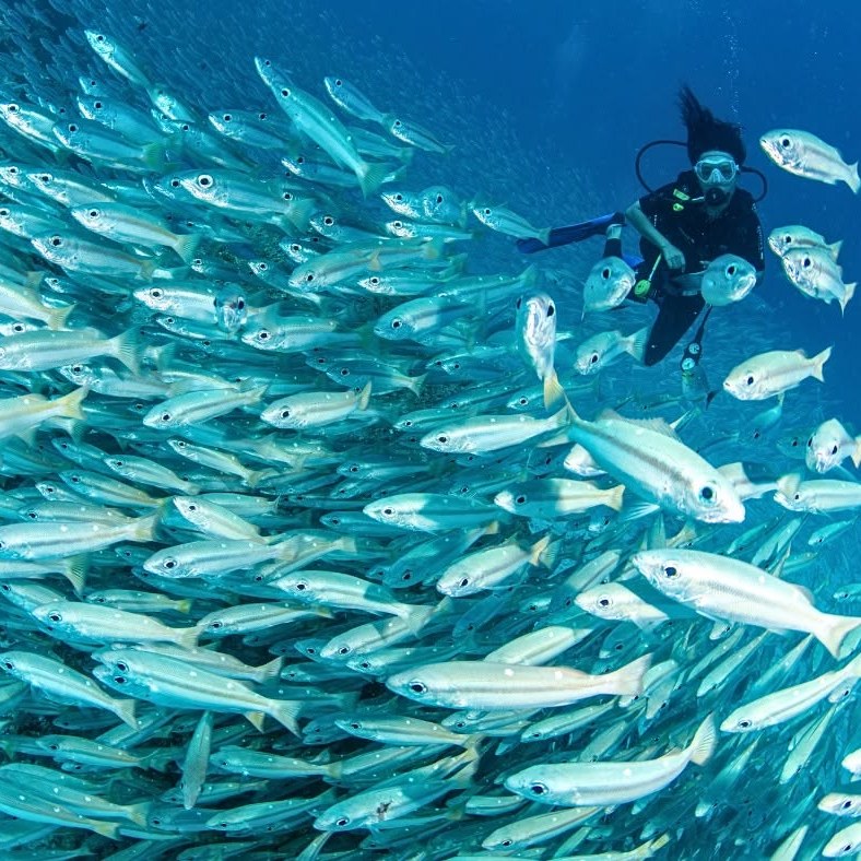 Diver swimming through a huge school of fish