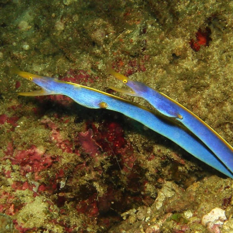 A pair of ribbon eels on the reef