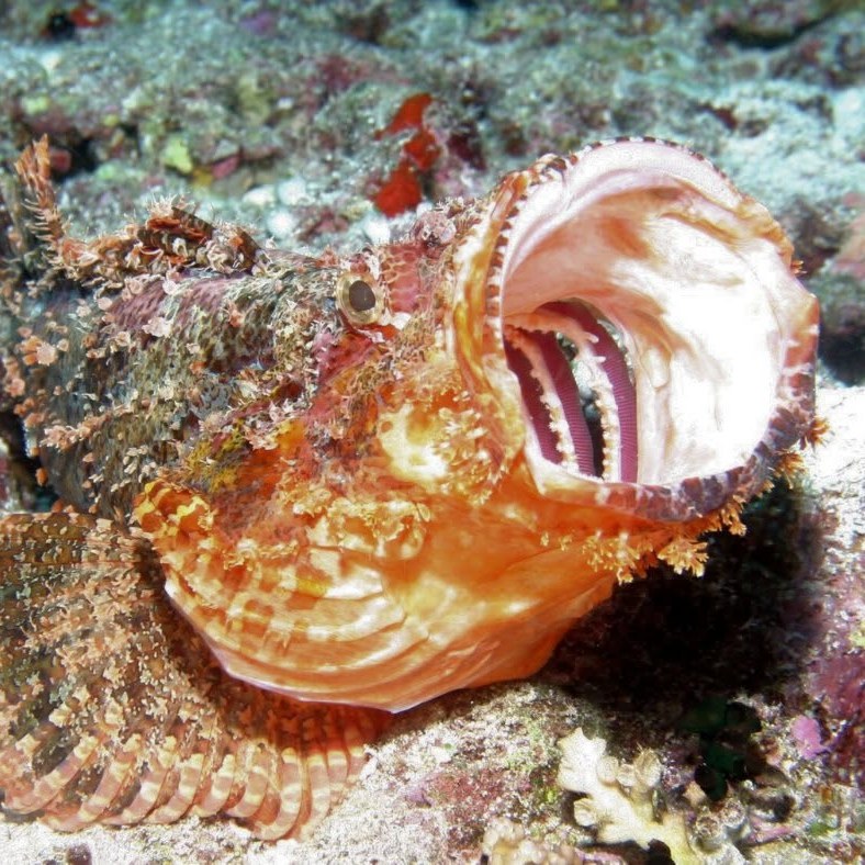 Tasseled scorpionfish on the reef