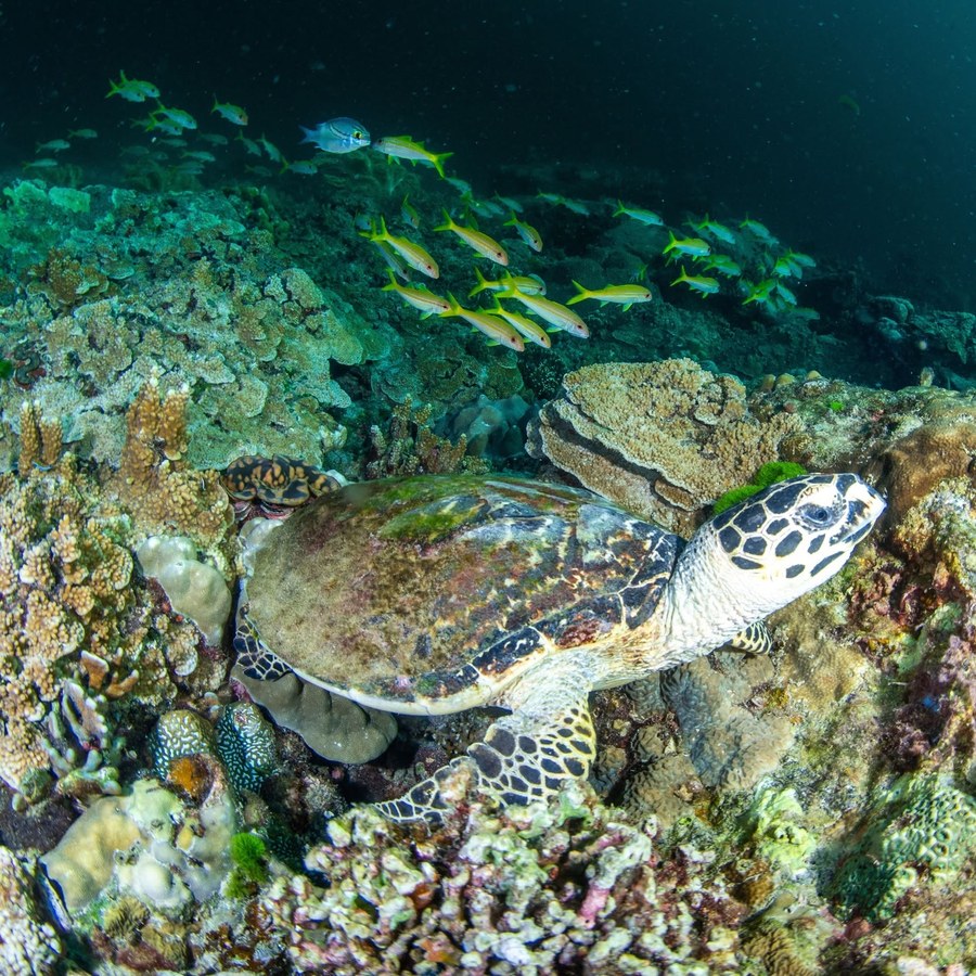 Hawksbill turtle resting on the reef