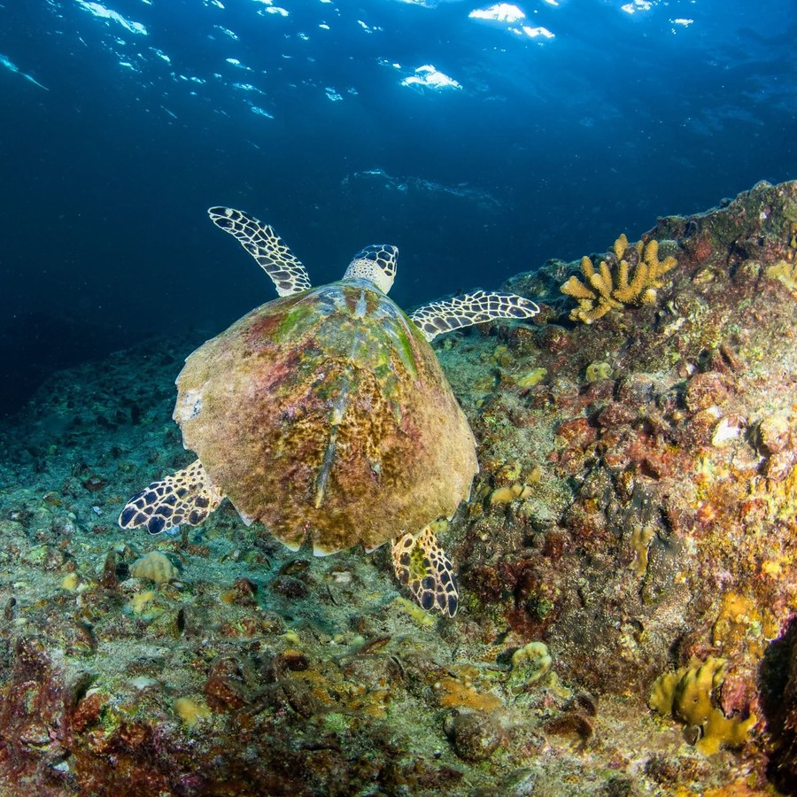 Turtle swimming over the reef