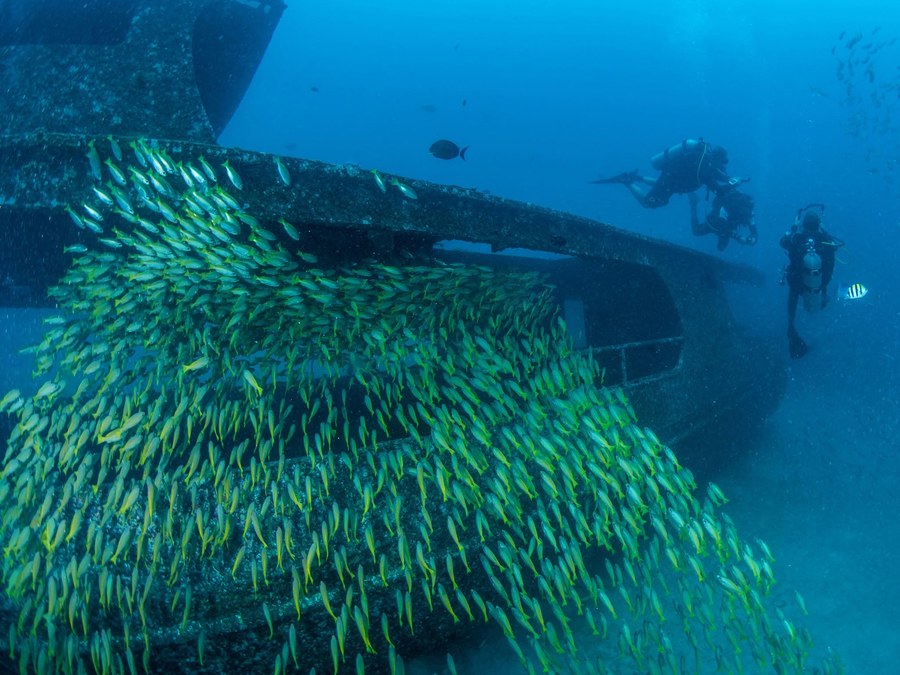 Divers approaching a wreck surrounded by a school of fish