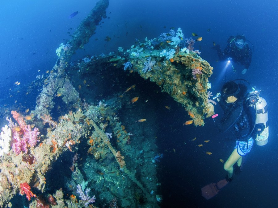 Diver with a torch exploring coral growing on a wreck