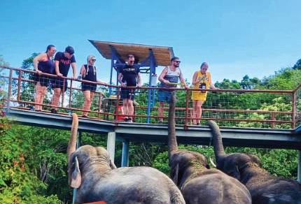 Elephant Feeding + ATV