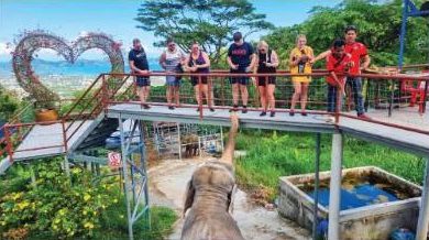 Elephant Feed & Care