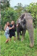 Elephant Feed & Care