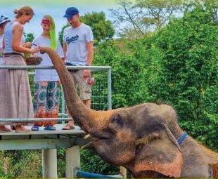 Elephant Nature & Care