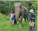 Elephant Nature & Care
