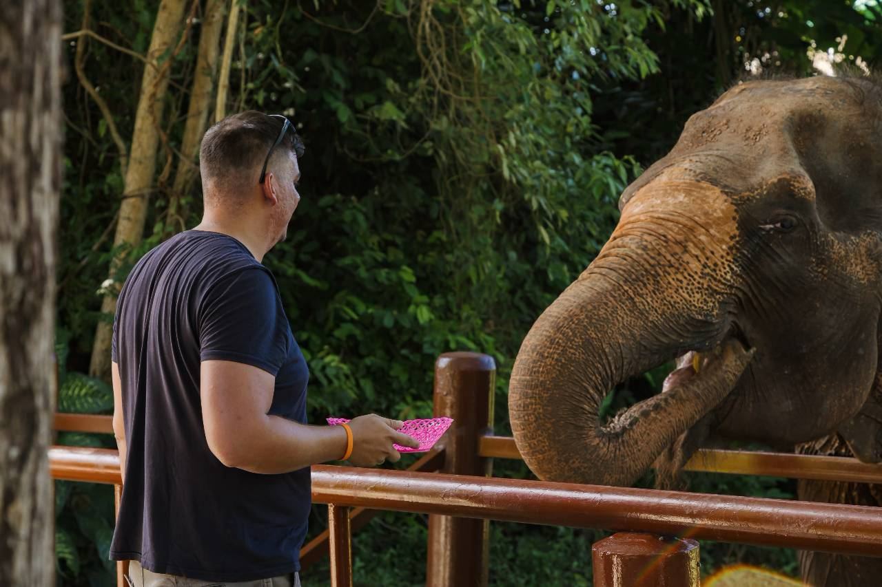 Walk & Feed program, Bukit Elephant Park