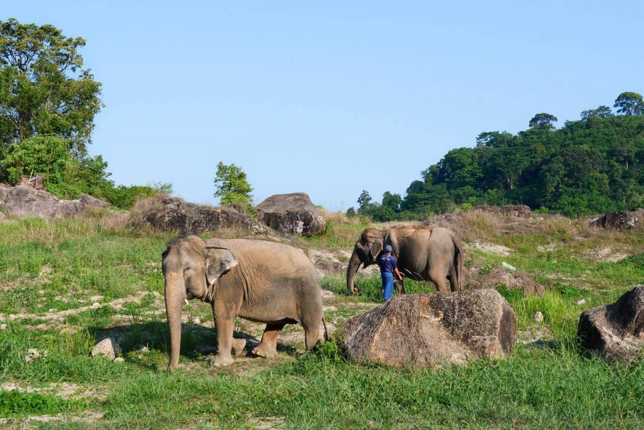 Meet the Elephants