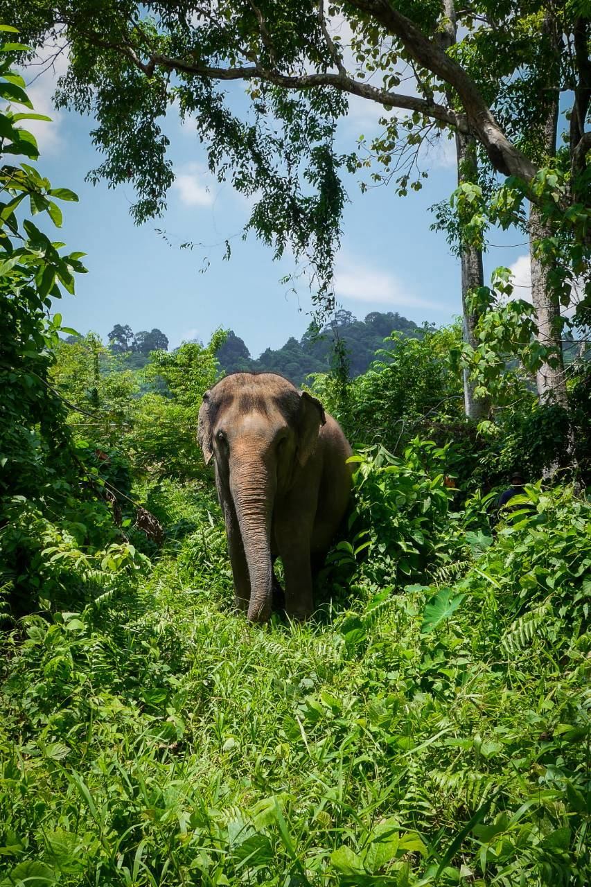 Bukit Elephant Park, Phuket