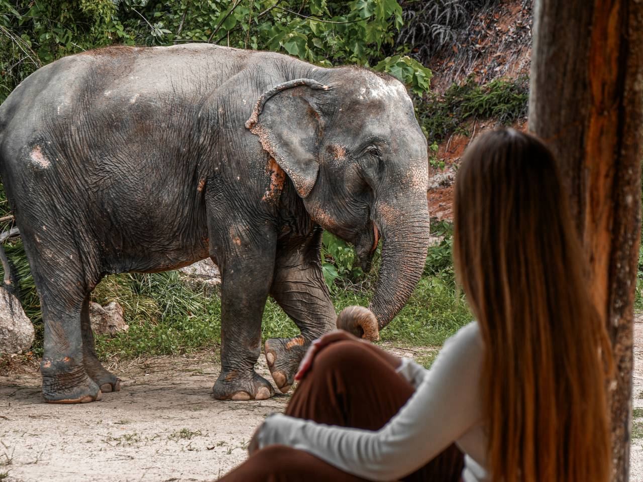 Bukit Elephant Park, Phuket