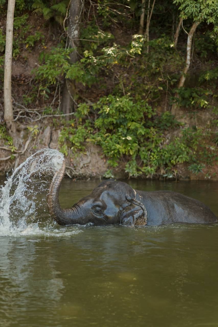 Bukit Elephant Park, Phuket