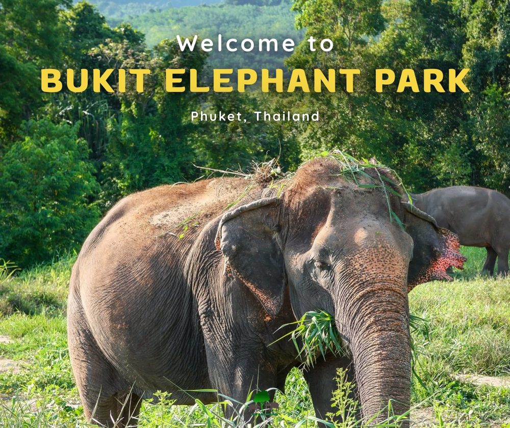 Добро пожаловать в Bukit Elephant Park, Пхукет