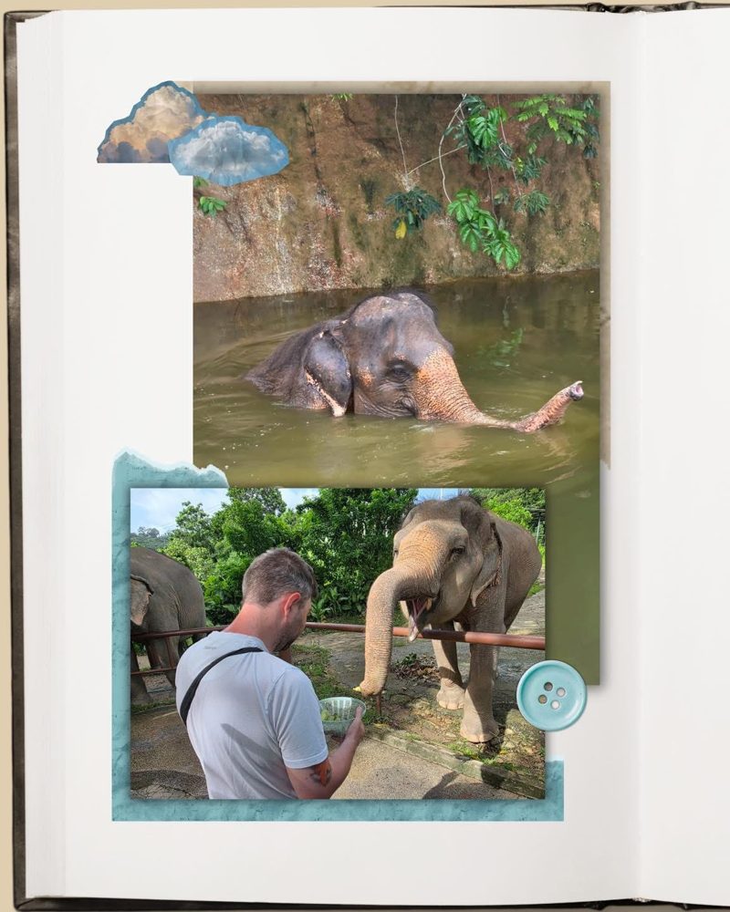 Гость кормит слона в Bukit Elephant Park