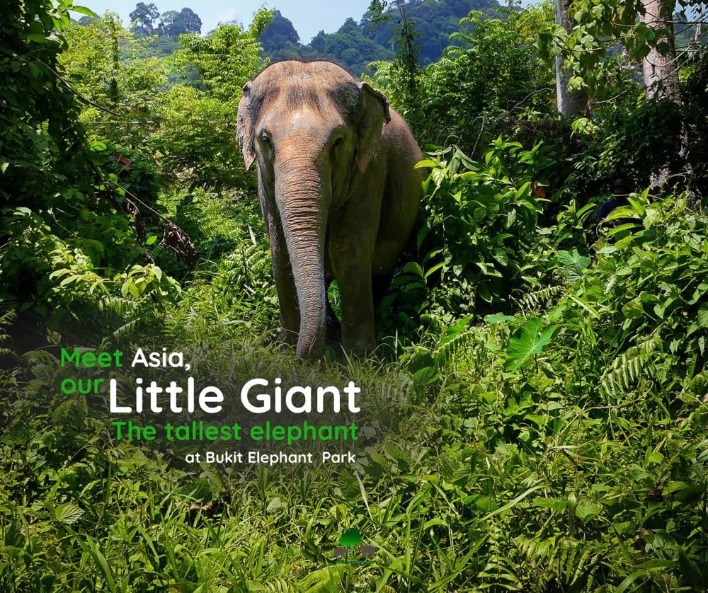 Азия, самая высокая слониха парка Bukit Elephant Park