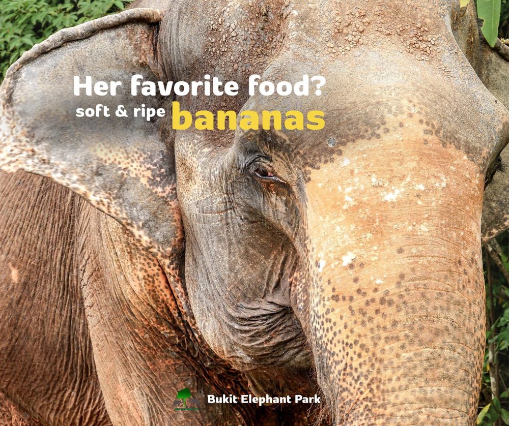 Любимая еда Нумсук: мягкие и спелые бананы — Bukit Elephant Park