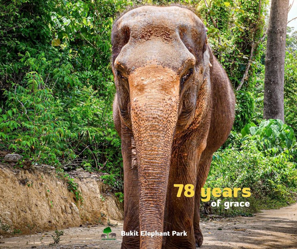Бабушка Нумсук, 78 лет, Bukit Elephant Park