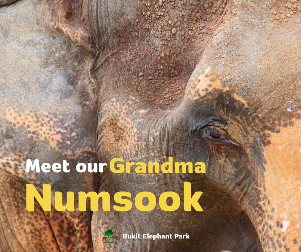 Познакомьтесь с нашей бабушкой Нумсук — Bukit Elephant Park