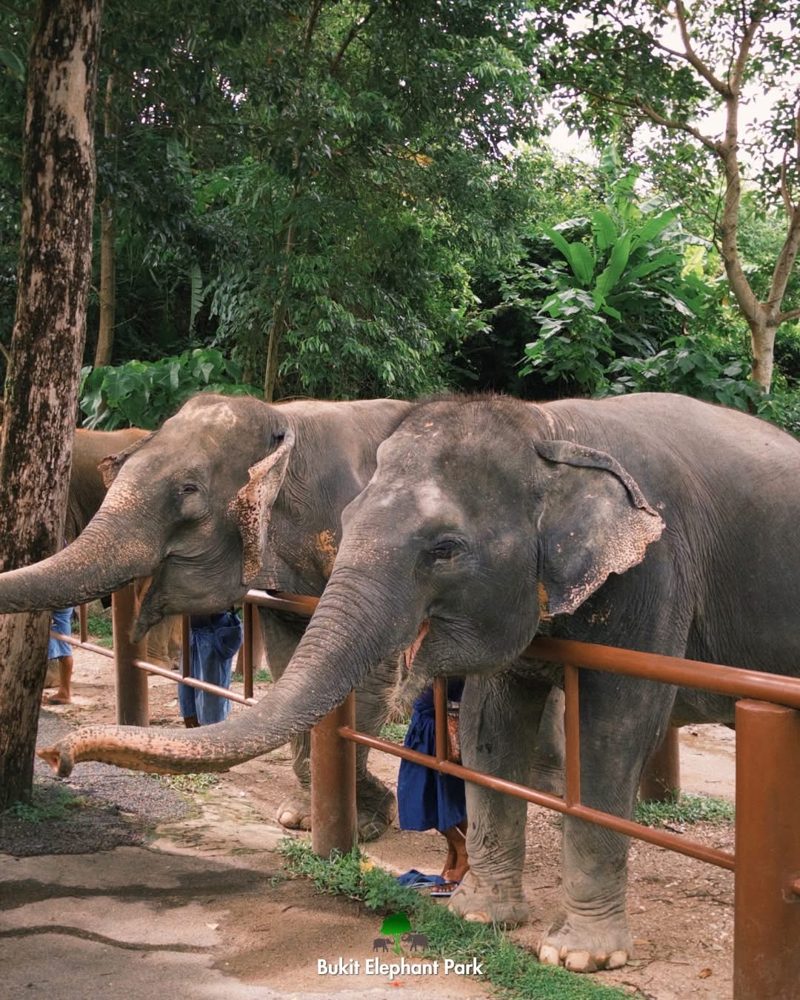 Слоны у станции кормления, Bukit Elephant Park — Bukit Elephant Park