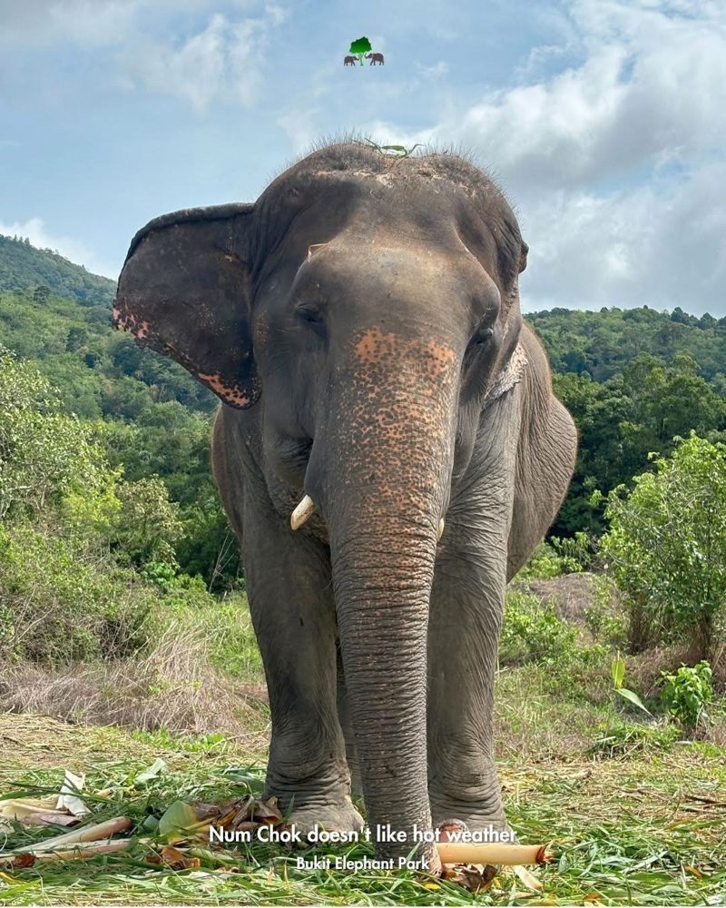 Нум Чок не любит жаркую погоду — Bukit Elephant Park