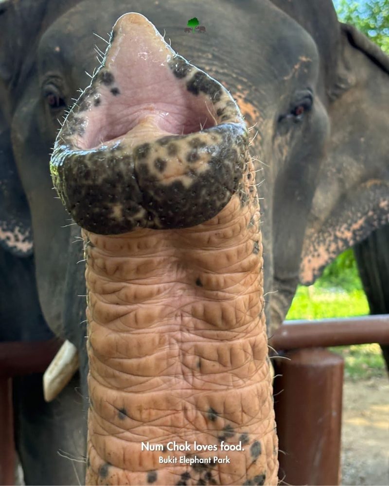 Нум Чок любит поесть — Bukit Elephant Park