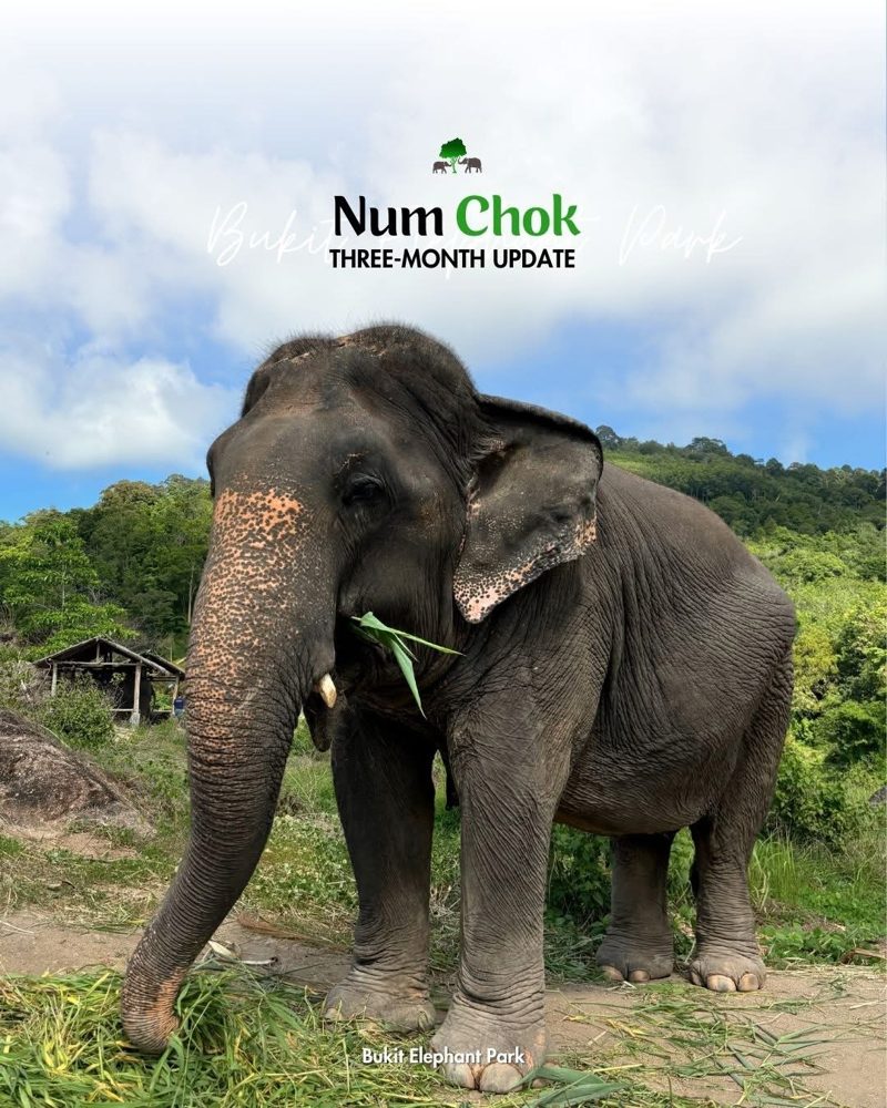 Нум Чок в парке Bukit Elephant Park