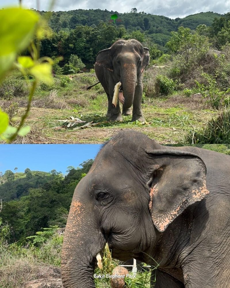 Нум Чок пасётся в лесу — Bukit Elephant Park