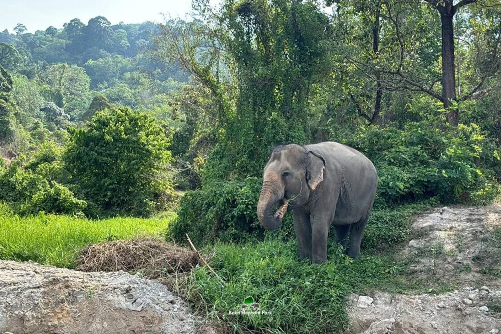 Слон пасётся в Bukit Elephant Park — Bukit Elephant Park