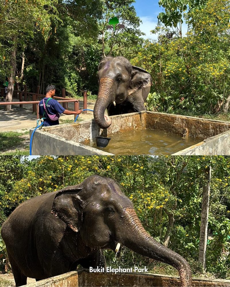 Слон охлаждается свежей водой от погонщика — Bukit Elephant Park