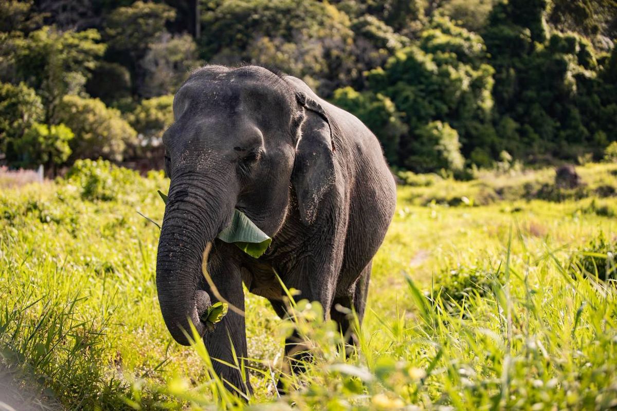 Elephant Nature program, Bukit Elephant Park