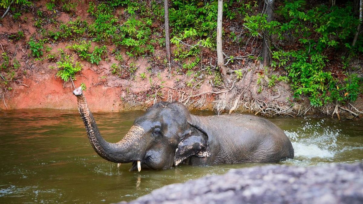 Elephant Nature program, Bukit Elephant Park