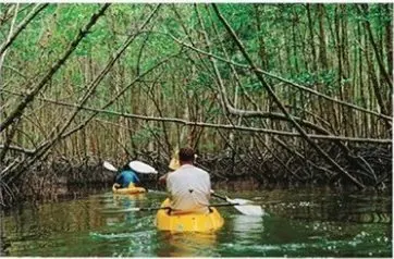 Kayaking through mangroves