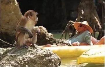 Monkey on the rocks by the kayak