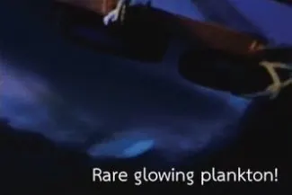 Glowing plankton