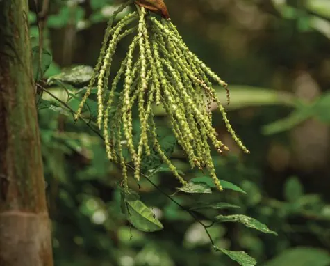 Nature on Hong Island