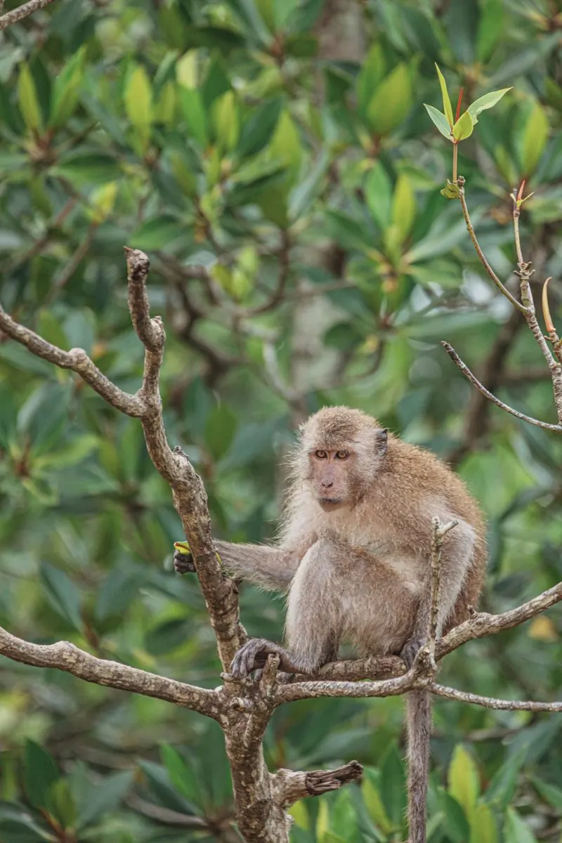 Monkey in the trees at Monkey Bay, Phi Phi