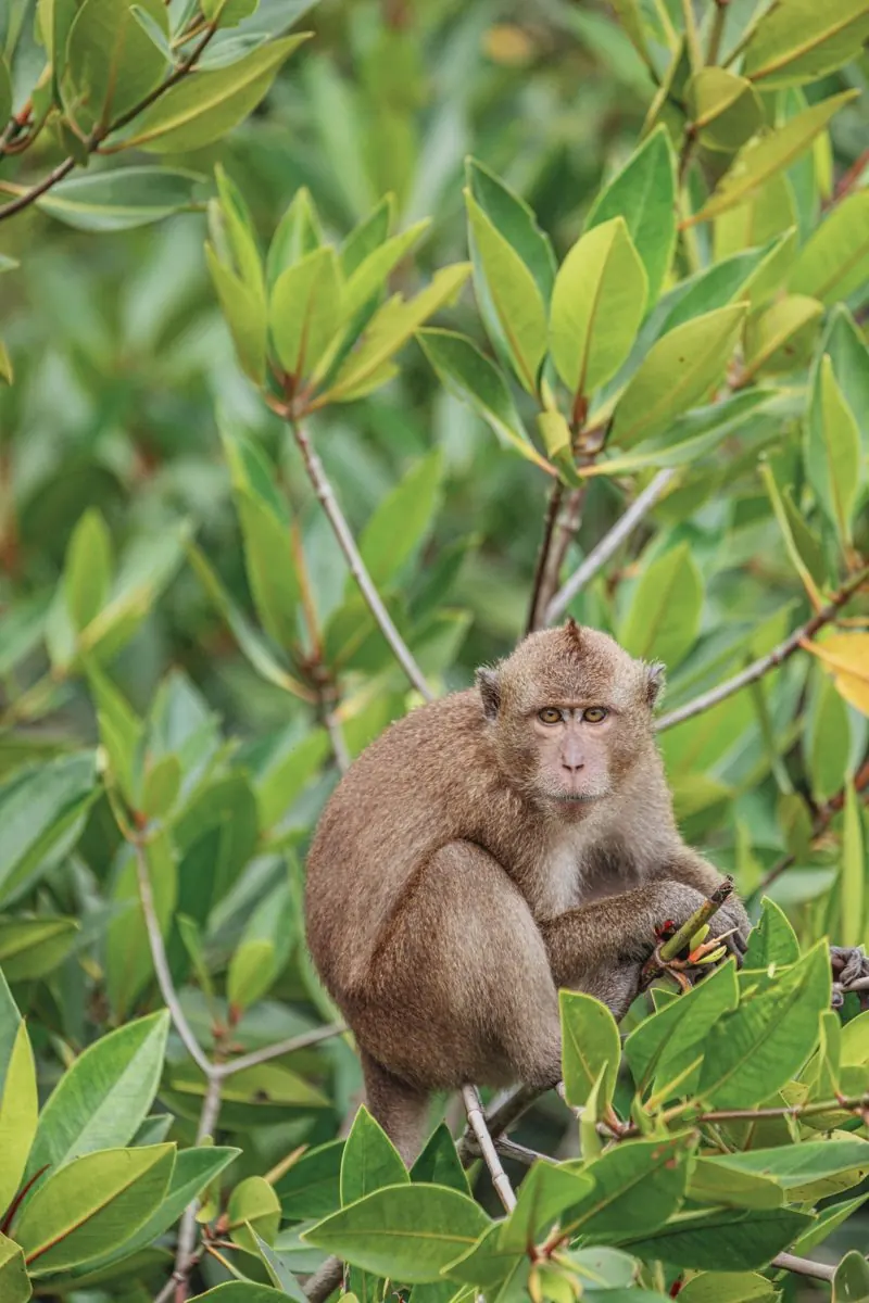Macaque among the leaves at Monkey Bay