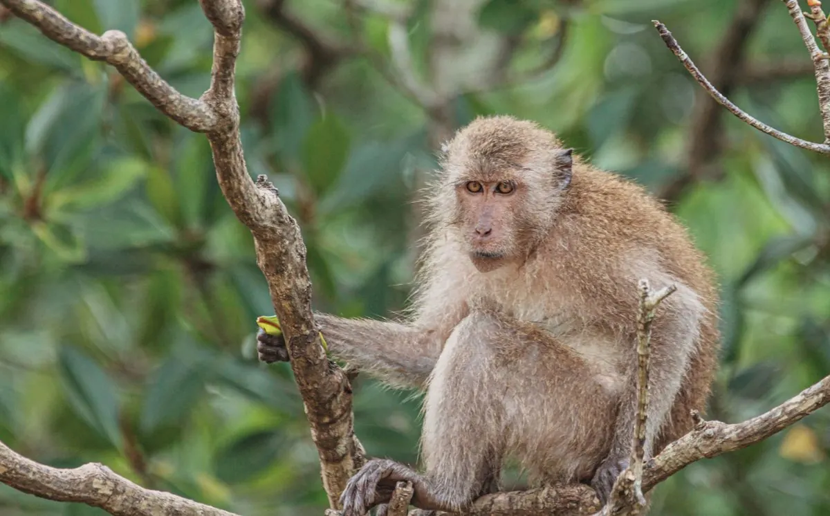 Long-tailed macaque at Monkey Bay