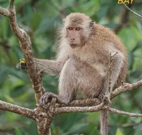 Monkey Bay