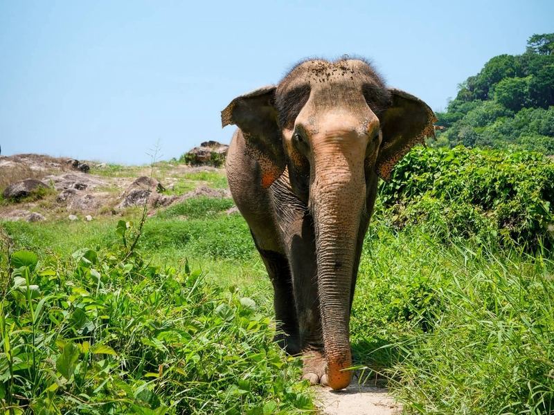 Слон в парке Bukit Elephant Park, Пхукет