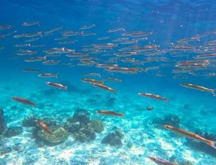Fish at Koh Haa