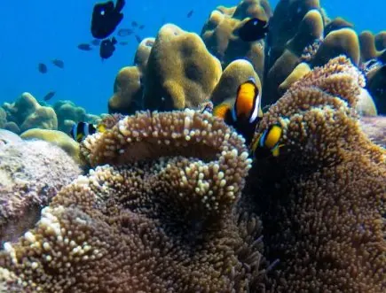 Clownfish and coral