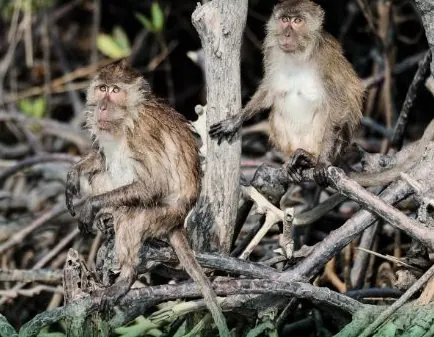 Monkey Bay